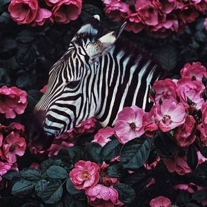 Meet your Posher, Mar